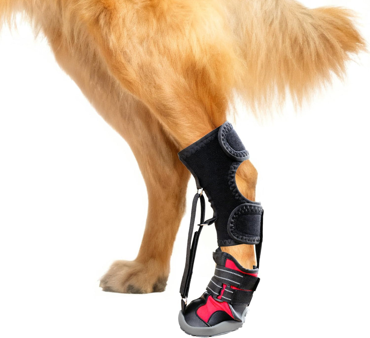 Dog Strap-On Drop Foot Orthotics, Knuckleless Boot for Toe Lift & Gait Support, Arthritis Relief, Medium