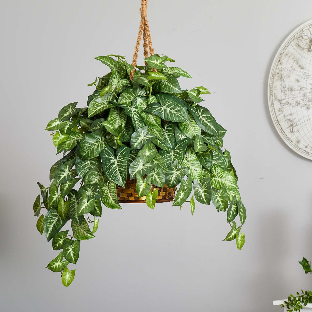 Nephthytis Hanging Basket
