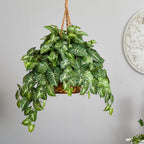 Nephthytis Hanging Basket