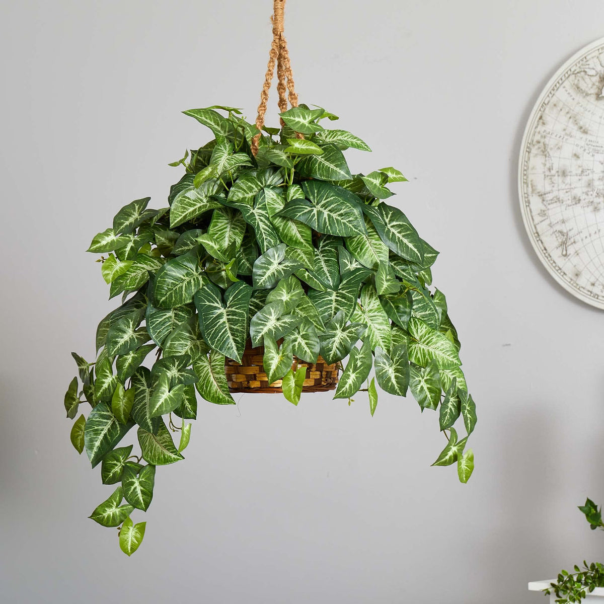 Nephthytis Hanging Basket