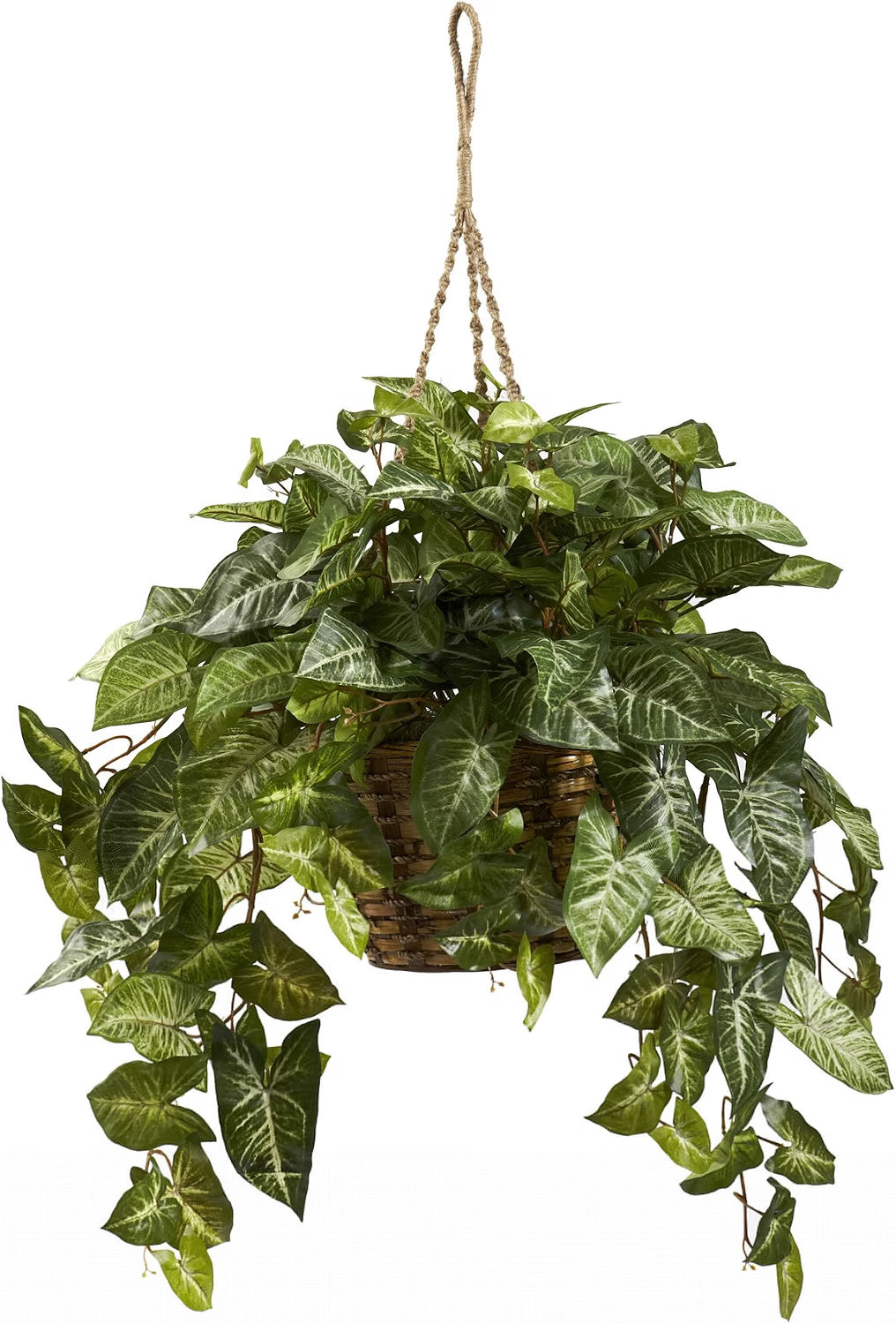 Nephthytis Hanging Basket