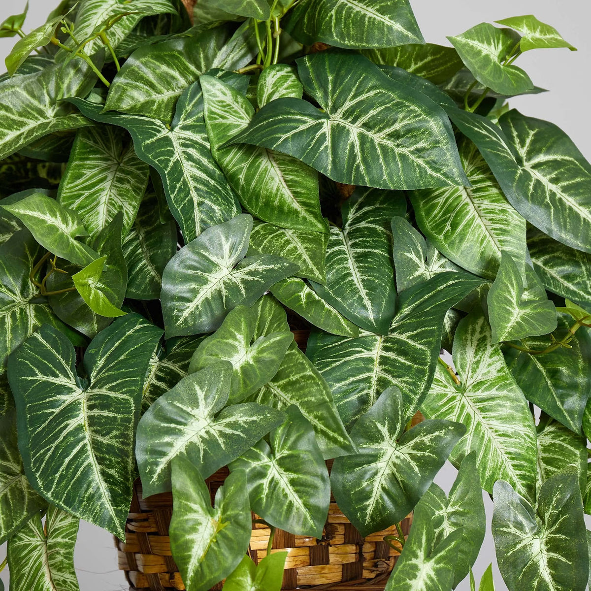 Nephthytis Hanging Basket