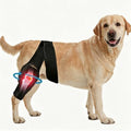 Dog Knee Brace for Back Leg, Medium