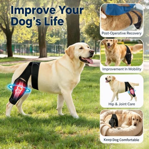 Dog Knee Brace for Back Leg, Medium