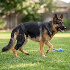 Dog Knee Brace for Back Leg, Medium